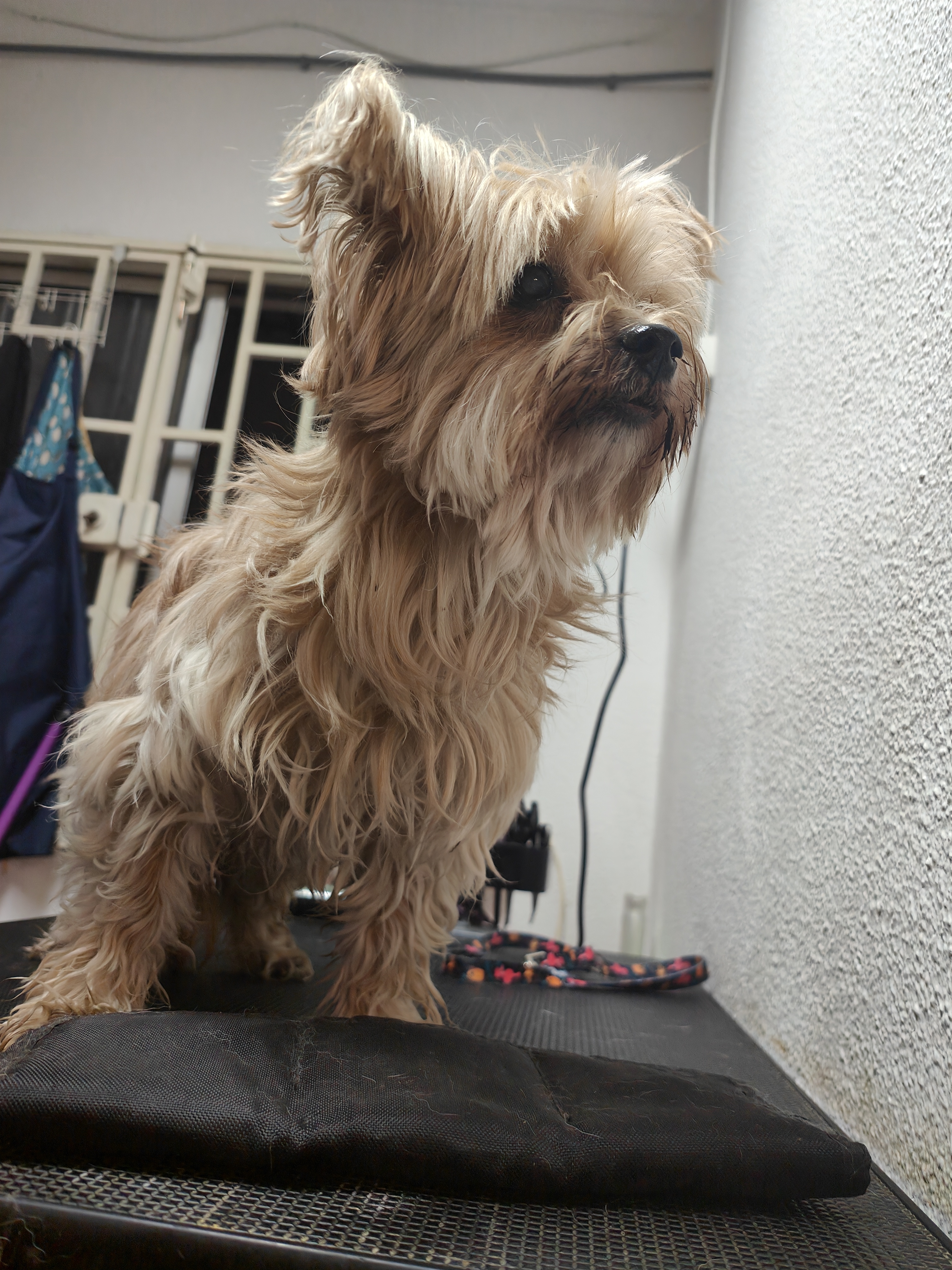 Peluquería canina Yolapatitas
